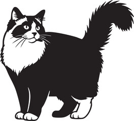 Obraz premium Black and white fluffy cat standing silhouette