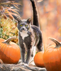 Gray adult Tuxedo cat standing on stone wall with orange pumpkins. Stylized digital photo art.