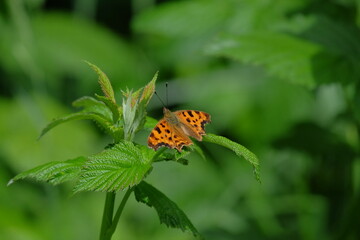 Orange butterfly perched delicately on vibrant green leaves, surrounded by lush foliage, showcasing the beauty of nature and the intricate details of its wings in a serene environment
