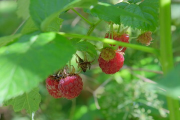 Fresh red raspberries hanging from green leaves in a garden, showcasing vibrant colors and natural growth, symbolizing healthy eating and organic farming practices