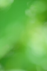 Obraz premium Soft focus green abstract background with blurred foliage, creating a serene and tranquil atmosphere, ideal for nature-themed designs and artistic projects