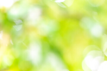 Obraz premium Soft blurred background of green foliage with bright sunlight filtering through leaves, creating a serene and tranquil atmosphere for nature-themed designs or projects