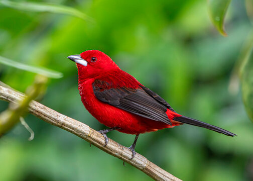 Braziliian Tanager or Ti&ecirc;-Sangue bird of the Atlantic Forest - Male - South East Brazil - South America (Ramphocelus bresilia)