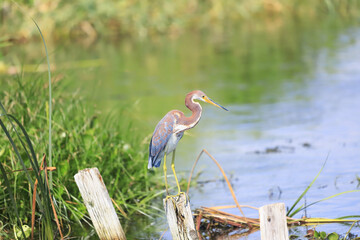 Tricolored Heron by a lake 