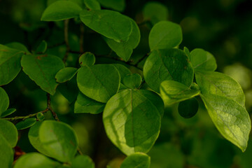 green leaves background