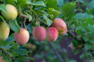 Orchard scene during harvest time showcases ripe apples hanging from branches in a sunny setting