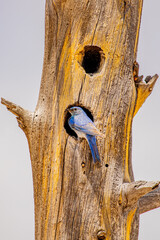 Blue bird in Yellowstone National Park