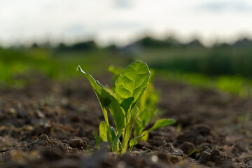 Young green plant emerging from rich soil in a sunlit field during early morning