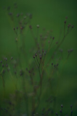 Delicate Silhouettes of Nature Beautifully Set Against a Soft and Inviting Green Background