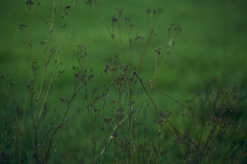 Delicate Silhouettes of Nature Beautifully Set Against a Soft and Inviting Green Background