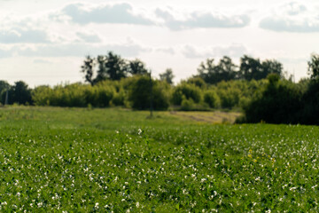 Lush green field with flowering plants and a wooded area under a cloudy sky during late afternoon