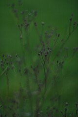 Delicate Silhouettes of Nature Beautifully Set Against a Soft and Inviting Green Background