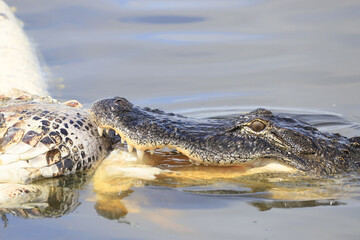alligator in the water feeding