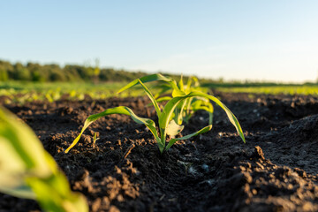 Young corn plants emerging from dark soil in a sunlit field during the late afternoon