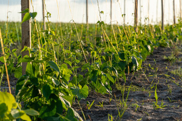 Green bean plants growing in a field under the sun in the early morning hours