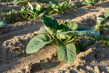 Growing cabbage plant in agricultural field during golden hour near rural area