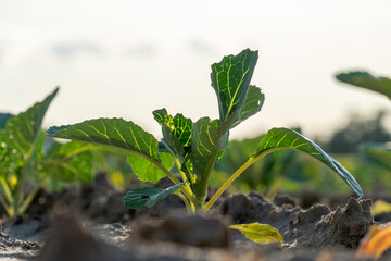 Young cabbage plant growing in soil under clear sky during late afternoon light