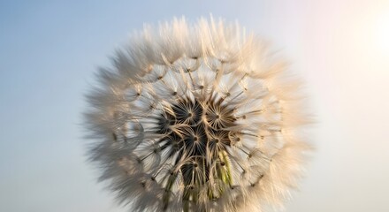 Close up of a dandelion seed head against a bright sky showing intricate details and soft textures
