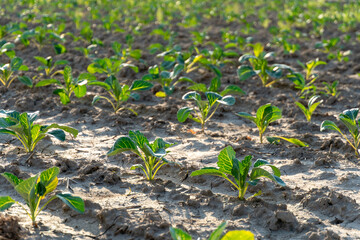 Freshly planted seedling rows in sunny farm field during springtime cultivation