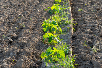 Rows of young squash plants growing in freshly tilled soil under bright sunlight in an agricultural...