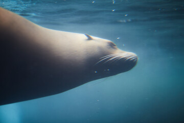 A mesmerizing underwater glimpse of a Sea Lion thriving in its natural marine habitat