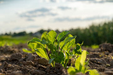 Fresh spinach plants growing in sunny field during early morning
