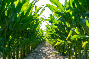 Rows of vibrant green corn plants thrive under bright sunlight in a farm field with clear blue sky