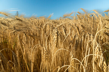 Golden wheat field swaying gently under the clear blue sky during a sunny summer afternoon