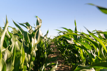 Cornfield during a sunny day with lush green plants swaying in the breeze