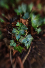 Vibrant Ivy Leaves Gently Emerging from the Forest Floor, Showcasing Natures Splendor