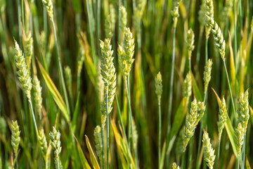 Wheat growing robustly in a sunny field during late spring with vibrant green hues signaling a...