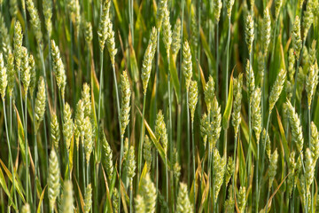 Close-up view of green wheat plants growing in a field during late spring season