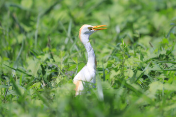 Western Cattle-Egret at Lake Apopka 