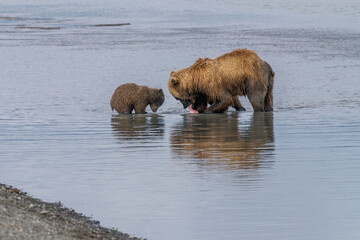Female brown bear with cub fishing for salmon Lake Clark national park, Alaska
