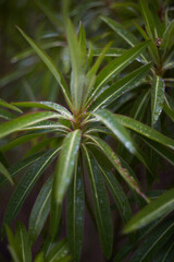 Lush and Vibrant Green Leaves Adorned with Sparkling Water Droplets in the Heart of Nature