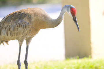 Sandhill Crane in he Yard 