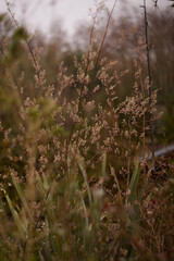 Delicate Grass and Wildflowers Bathed in Soft Natural Light from the Beautiful Outdoors