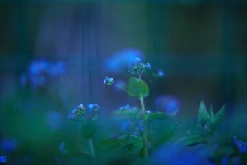 Enchanting and Mystical Blue Green Flora Presented in a Soft Focus for Maximum Effect