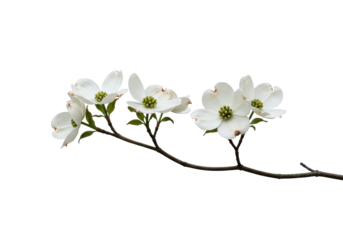 Delicate white dogwood blossoms nature scene botanical minimalistic spring beauty. Cut out png