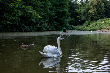 Obraz premium Graceful white swan spreading wings while standing in water on a peaceful lake with ducks in summer park