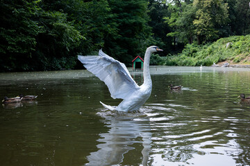 Graceful white swan spreading wings while standing in water on a peaceful lake with ducks in summer...