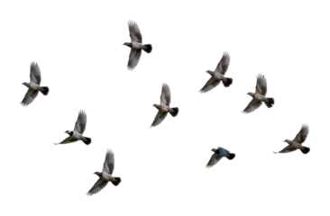 Flock of birds in flight open sky nature minimalist environment aerial freedom concept. Cut out png