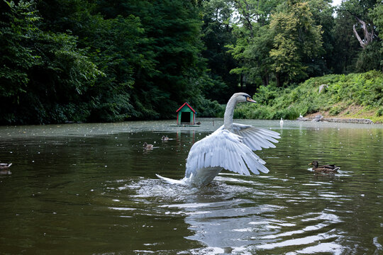 Graceful white swan spreading wings while standing in water on a peaceful lake with ducks in summer park