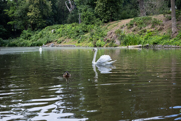 White swan swimming on calm lake in summer park