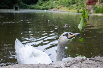 Fototapeta premium White swan eating leaves by the lake edge in a serene park setting