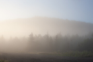 misty morning in the forest