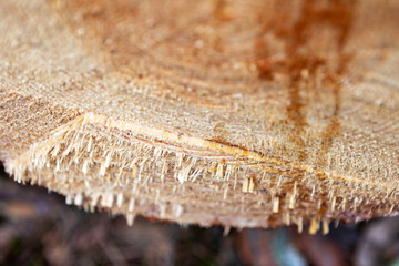 Close-up view of freshly cut tree stump showcasing wood texture and sap