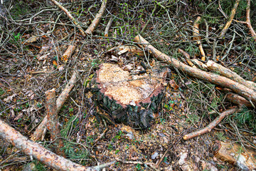 Fallen tree stump surrounded by scattered branches and forest debris in a wooded area