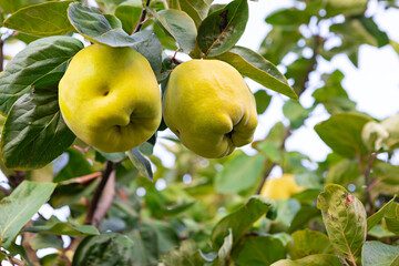 Quinces hang on branches in an orchard during a sunny day in autumn