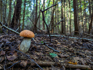 Koźlarz © Sebastian